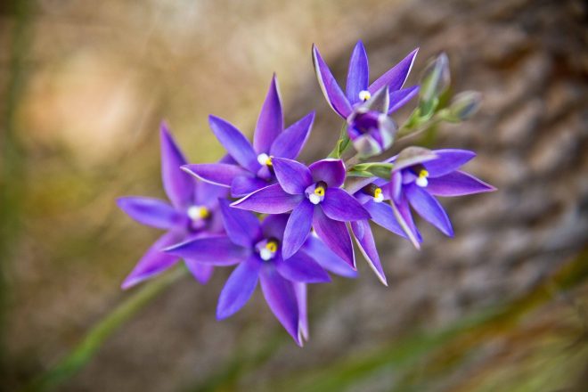 Purple wildflower blooms during west australian wildflower season