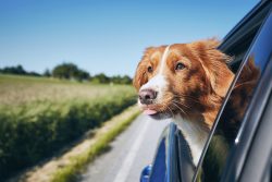 are dogs allowed in restaurants in nova scotia